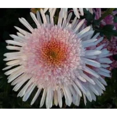 Белая хризантема с розовым центром - Дина