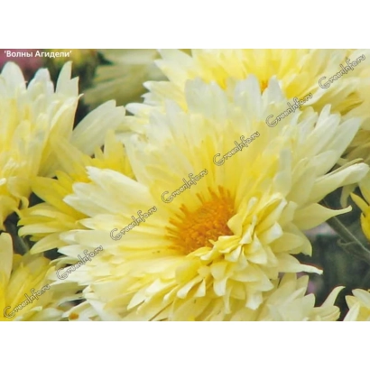 Желтая хризантема на фоне зелени - ДИРЕКТОР З.Х.ШИГАПОВ