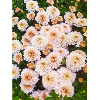 Букет хризантем светло-розового цвета на зелёном фоне - ДЛФДГРН 5