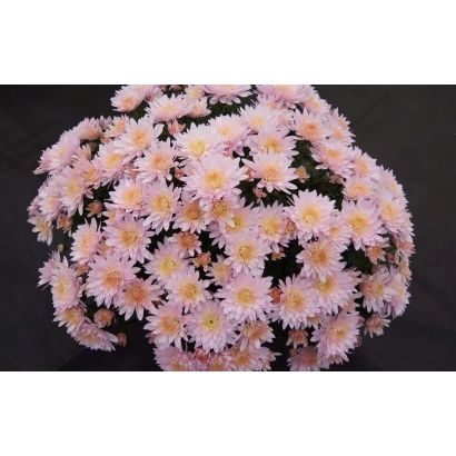 Букет хризантем розового цвета на тёмном фоне - ДЛФЛЕОН 1