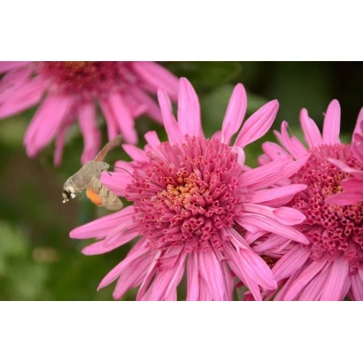 Розовые хризантемы с пчелой на цветке - Египтянка