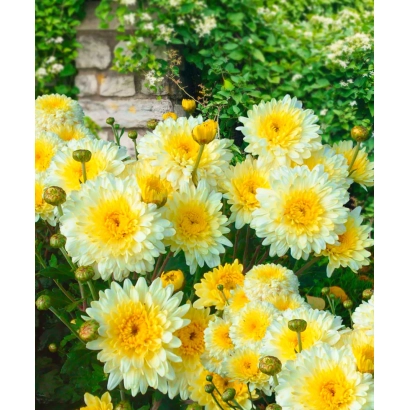 Yellow chrysanthemums against a backdrop of green foliage and a stone wall - ELENE
