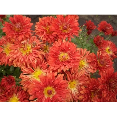 Красные хризантемы на фоне зелени - Героям Украини