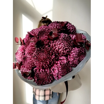 Bouquet of dark pink chrysanthemums in clear packaging - Gyuzel