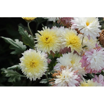 Bouquet of chrysanthemums in various colors against green foliage - Crystal