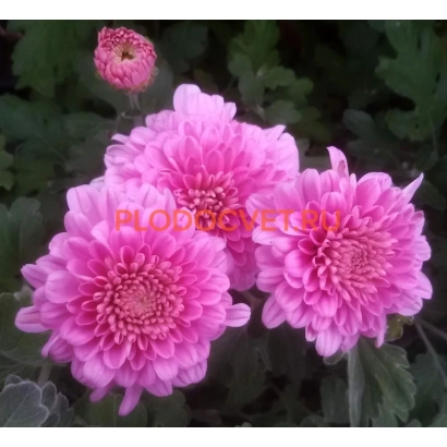 Розовая хризантема Камея на фоне зелени