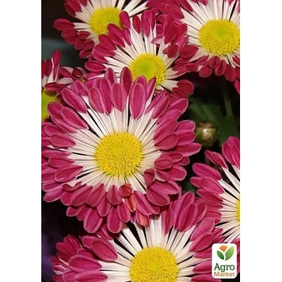 Крупний план квітів хризантеми з рожево-білими пелюстками та жовтими центрами - Київська Красуня