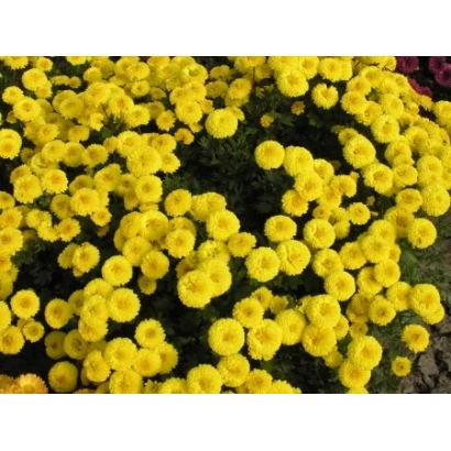 Желтая хризантема на фоне зелени - Кнопа