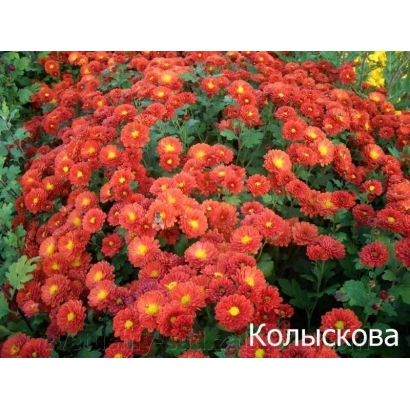 Close-up of red chrysanthemums Kolisovka against green foliage