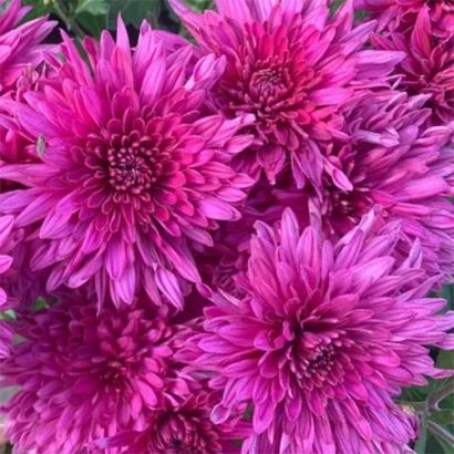 Крупный план ярко-розовых хризантем - Космична