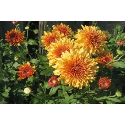 Желтые и оранжевые хризантемы на зеленом фоне - КОСТЕР ДЕРСУ