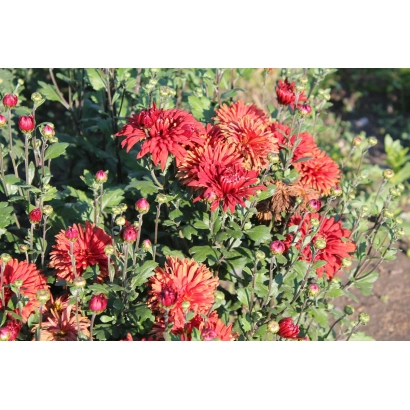 Кущ червоних хризантем Козачка на фоні зелені