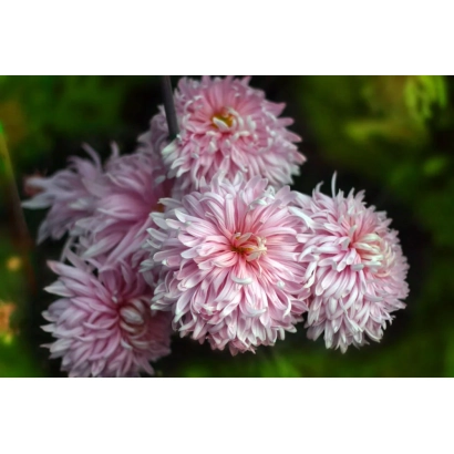 Pink chrysanthemums of the Petal Rain variety