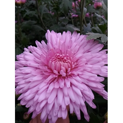 Pink chrysanthemum Lyudmila against green foliage