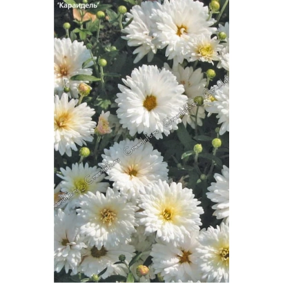 White chrysanthemums against green foliage - MAZHIT GAFURI