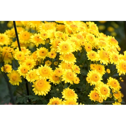 Yellow chrysanthemum in bloom - HONEY DELICACY