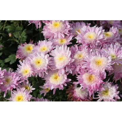 Цветы хризантемы розового и белого цвета на зелёном фоне - Метеорит