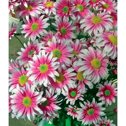 Close-up of blooming pink-white chrysanthemums with green centers - NADEZHDA TIMIRYAEVKA