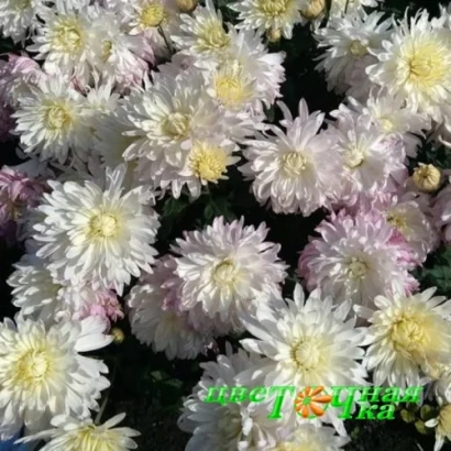 Bouquet of chrysanthemums variety Neznamoka on green background - NEZNAKOMKA