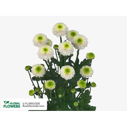 Букет хризантем Ника на белом фоне