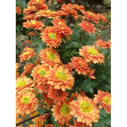 Оранжевые хризантемы сорта НИКИТСКАЯ ЮБИЛЕЙНАЯ на фоне зелени