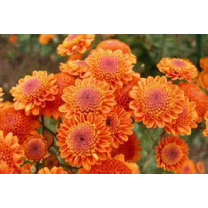 Помаранчеві хризантеми на фоні зелені - НІКОЛІНА