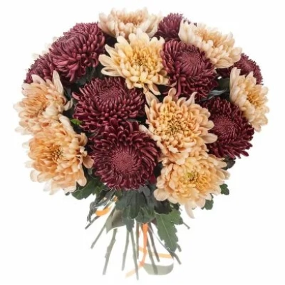 Bouquet of dark burgundy and cream chrysanthemums - URAGAN CHRYSANTEMUM