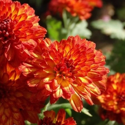 Крупний план помаранчевих хризантем сорту ОГОНЕК на фоні зелені - Вогник