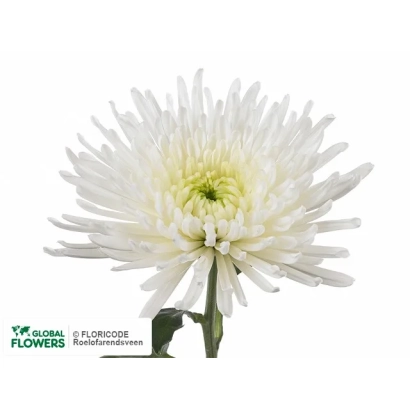 White chrysanthemum Oksana on white background
