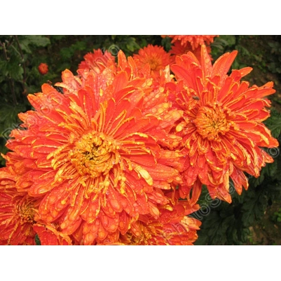Крупный план оранжевых хризантем сорта 'Осенний мотив'.