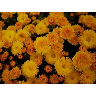 Желтые хризантемы на темном фоне - Осинне Рандеву