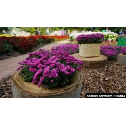 Фиолетовые хризантемы в деревянных ящиках на фоне цветника - Осинний Блюз