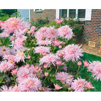 Pink chrysanthemums in a garden - Perlinka