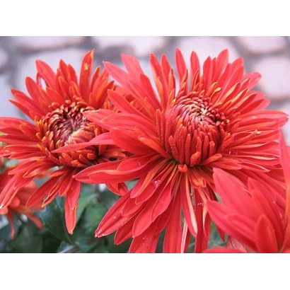 Красные хризантемы сорта Писня Полонини на фоне кирпичной стены