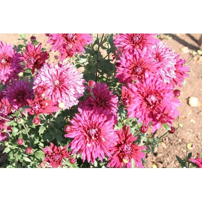 Close-up of pink chrysanthemums against a dirt background - GIFT FOR UFA RESIDENTS