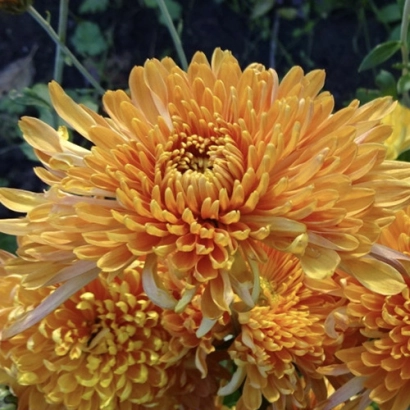 Желтая хризантема сорта ПОЛЕТ ШМЕЛЯ на фоне зелени