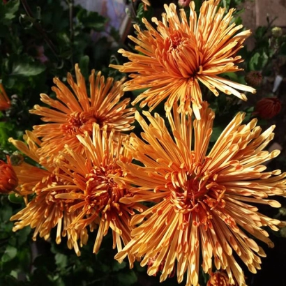 Желтая хризантема Полонина на фоне зелени