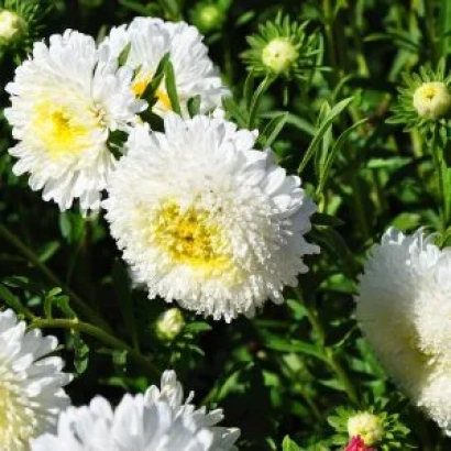 White chrysanthemums Princess Anna White on green background