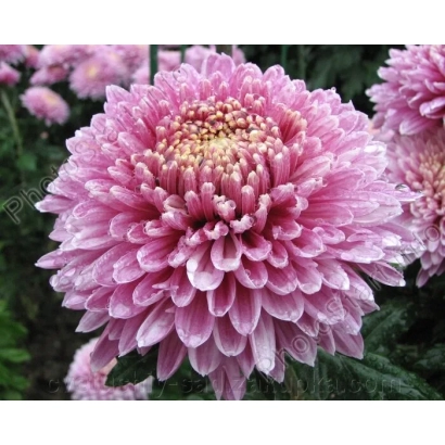 Розовая хризантема Принцесса Анна