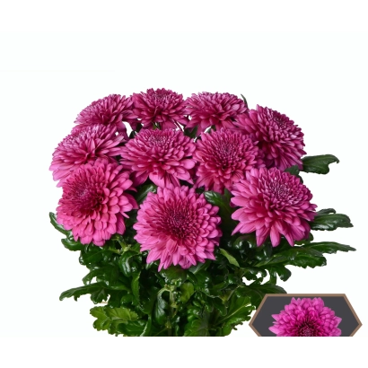 Куст розовых хризантем на белом фоне - Привитна