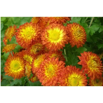 Крупный план оранжево-желтых хризантем сорта Прощальная краса на фоне зелени