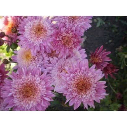 Розовые хризантемы на фоне зелени - Ранковий Мираж