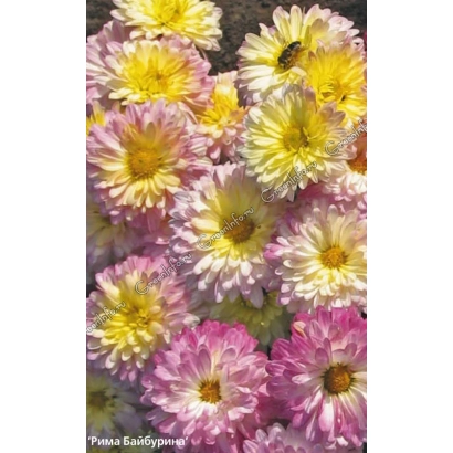 Chrysanthemum Rima Bayburina on a background of flowers