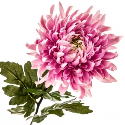 Розовая хризантема Рожева диадема