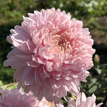 Розовая хризантема на фоне зелени - Розовый Фламинго