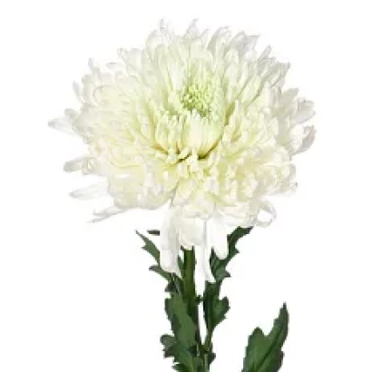 White chrysanthemum on white background - SAKMARA