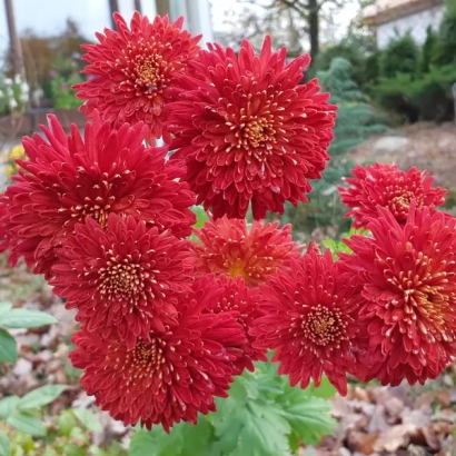 Red chrysanthemums in a garden setting - Monomakh'S Hat