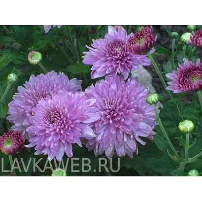 Фиолетовые хризантемы на зелёном фоне - СИРЕНЕВОЕ ЧУДО