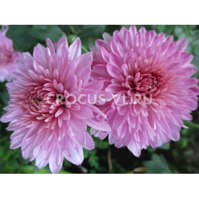 Pink chrysanthemums variety Crocus-YLBU - LILAC MIST