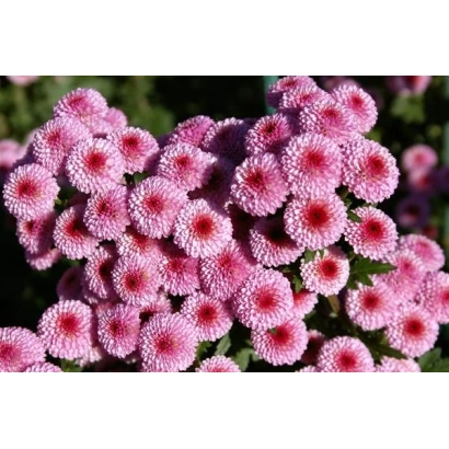 Pink chrysanthemums against green foliage - SCYTHIAN SHIELD